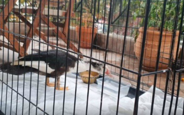 Σέρρες: Η Ερμιόνη, η χηνόπαπια έκανε βόλτα στους δρόμους της πόλης (Βίντεο) 