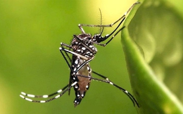 Κεντρική Μακεδονία: Oι βροχές του Απριλίου... ξυπνάνε τα κουνούπια