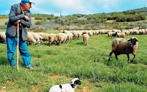 Έκτακτη ενίσχυση σε κτηνοτρόφους: Ανοίγει σήμερα η πλατφόρμα των δηλώσεων  για τις ζωοτροφές