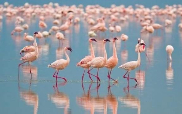 Σέρρες: Επέστρεψαν τα φλαμίνγκο στην Λίμνη Κερκίνη (φωτ.)