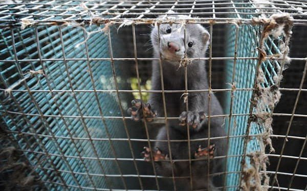 Κοζάνη: Περισσότερα από 1800 μινκ θανατώθηκαν λόγω κορονοϊού