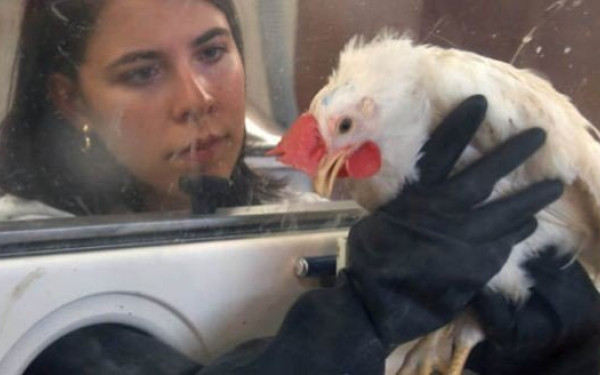 Ανήσυχη η επιστημονική κοινότητα καθώς για πρώτη φορά δεν υποχωρεί η γρίπη των πτηνών - 50 εκατ. πτηνά έχουν σφαγιαστεί