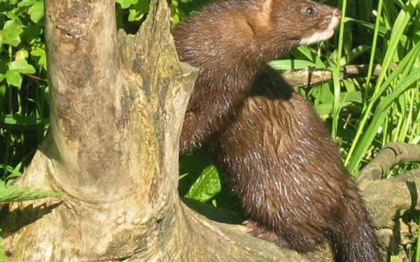 Επανεξέταση σημαντικού αριθμού μινκ για το εάν τελικά νοσούν από COVID-19