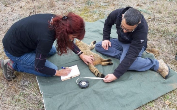 Θεσσαλονίκη: Αγριόγατες υπό παρακολούθηση στην περιοχή της Κορώνειας- Βόλβης (Φωτ.)