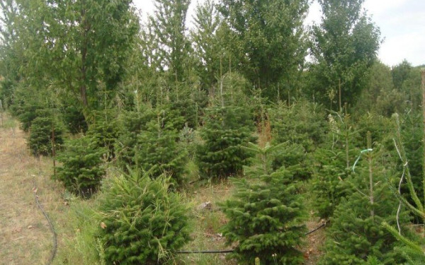 Ο δήμος Πυλαίας Χορτιάτη μετατρέπει τα χριστουγεννιάτικα δέντρα σε... λίπασμα με ένα μόλις τηλέφωνο! 