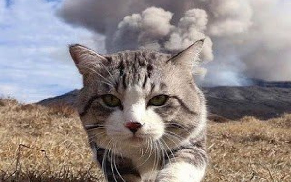 Ημαθία: Ελέγχους για τα δεσποζόμενα ζώα ξεκινάει ο Δήμος Νάουσας