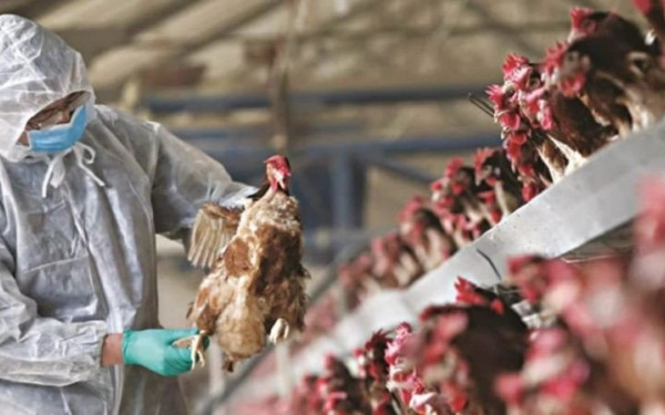 Χιλή: Εντοπίστηκε το πρώτο κρούσμα της γρίπης των πτηνών σε άνθρωπο