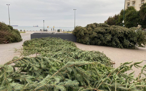Εξαφανίζεται χρόνο με τον χρόνο το έθιμο του φυσικού χριστουγεννιάτικου έλατου