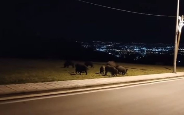 Νυχτερινός εφιάλτης τα αγριογούρουνα στη Φθιώτιδα - Αγέλες στη ΒΙΠΕ και στην εθνική οδό