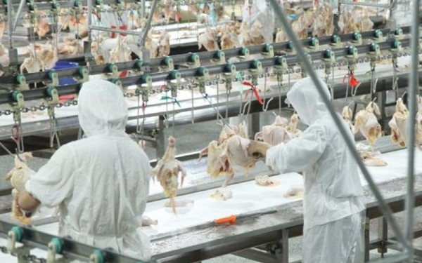 Ολλανδία: Σφαγιάζονται 300.000 πουλερικά μέσω επιδημίας γρίπης των πτηνών