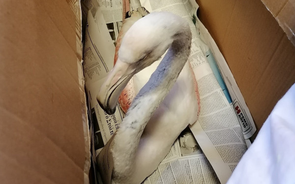 Θεσσαλονίκη: Κατέληξε το φλαμίνγκο που δηλητηριάστηκε από μόλυβδο (Φωτ.)