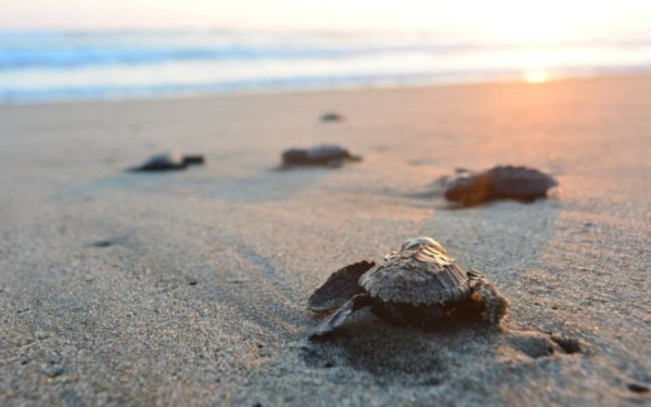 Χαλκιδική: Εμφανίστηκαν ξανά τα χελωνάκια καρέτα-καρέτα στην παραλία Διονυσίου (βίντεο)
