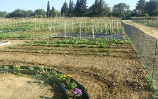 ΑΠΘ: Φτιάξε τον δικό σου λαχανόκηπο στο Πανεπιστημιακό αγρόκτημα