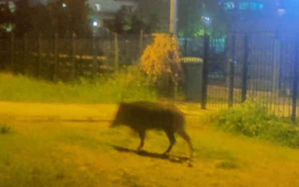 Αγριογούρουνα (και) στο πρώην στρατόπεδο Κόδρα