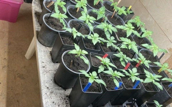 Θεσσαλονίκη: Σύλληψη για... ανθοέκθεση κάνναβης  (βίντεο)