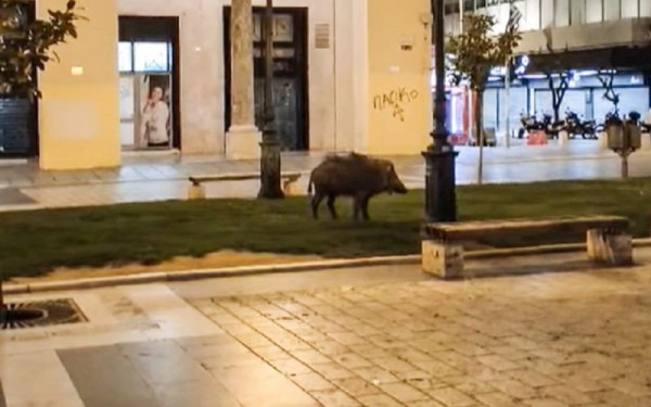 Αγριογούρουνο...βολτάρει στην πλατεία Αριστοτέλους! (Βίντεο)