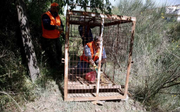 Επιχείρηση "αγριογούρουνο" στο άλσος Συκεών - Στήνουν παγίδες με... τσουρέκια κι αβγά! (βίντεο, φωτ.)