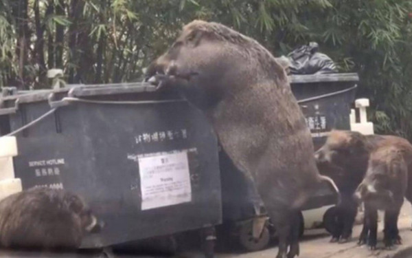 Αγριογούρουνα...βολτάρουν στον Χορτιάτη