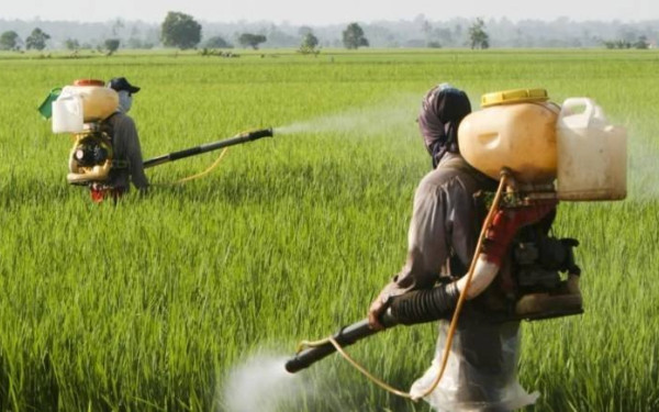 Μπορεί το πείραμα της Google να απαλλάξει την Κεντρική Μακεδονία από τα κουνούπια;