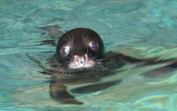 Μνημόνιο συνεργασίας για την προστασία της Μεσογειακής φώκιας