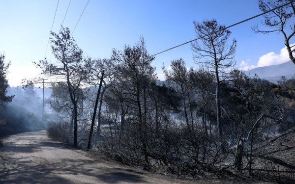 Γεράνεια Όρη: Να κηρυχτεί άμεσα αναδασωτέα η περιοχή ζητά το Περιφερειακό Συμβούλιο Αττικής