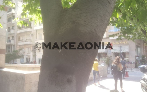 Το... μαύρισμα προστατεύει τα δέντρα της Τσιμισκή (φωτ.)