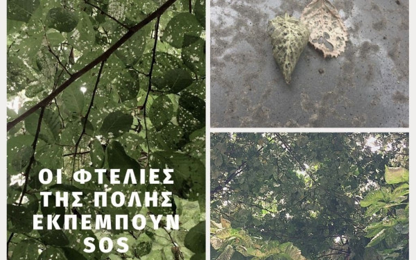 Παρελθόν 36 φτελιές από την Τσιμισκή - Φυτεύονται κελτίδες (φωτ.)