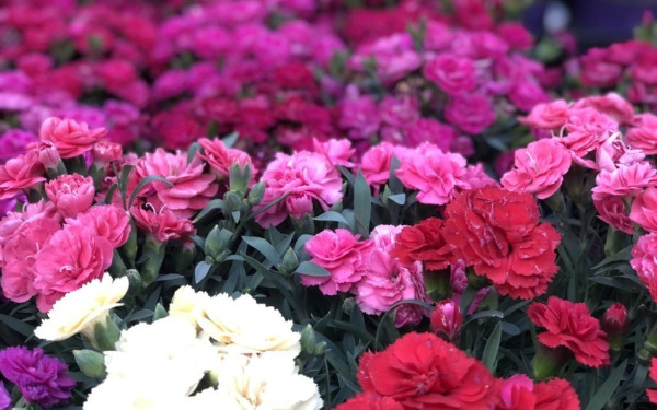 Ανθοέκθεση στον Δήμο Αμπελοκήπων - Μενεμένης