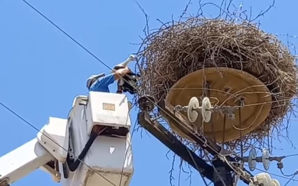 Θεσπρωτία: Τοποθέτησαν τεχνητές φωλιές πελαργών