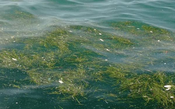 Γιατί η θάλασσα βιώνει καύσωνες; Επιστήμονες του ΙΤΕ «μπαίνουν στα βαθιά»