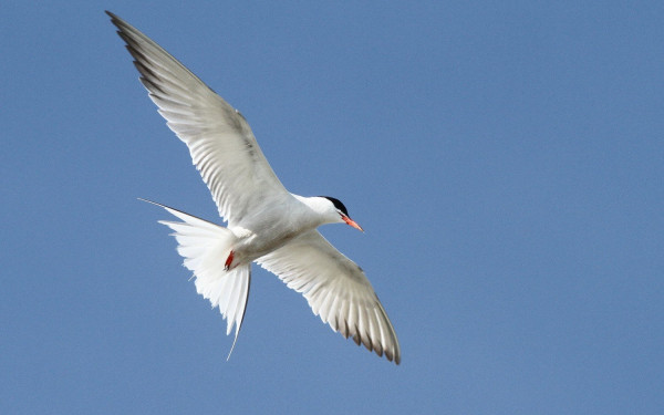 Θάσος: Viral το βίντεο με την... καταδίωξη γλάρου που κατάκλεψε περίπτερο - Δείτε το 