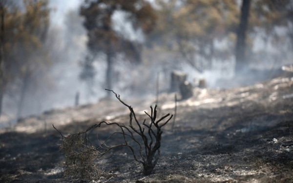 «Διανυκτερεύουν» στο Σέιχ Σου οι πυροσβεστικές δυνάμεις-Κάηκαν 90 στρέμματα δάσους (βίντεο, φωτ.)