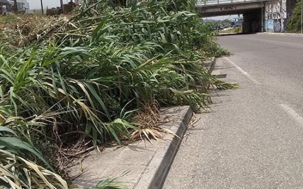 “Πνίγηκαν” από τη βλάστηση δρόμοι του εθνικού δικτύου – Κίνδυνος για τροχαία και πυρκαγιές