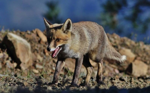 Κ. Μακεδονία: Ξεκινάει το πρόγραμμα ενεργητικής επιτήρησης της λύσσας Εισερχόμενα