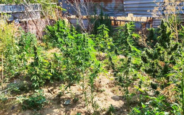 Ξάνθη: Καλλιεργούσε φυτά κάνναβης στην αυλή του σπιτιού του και σε θερμοκήπιο
