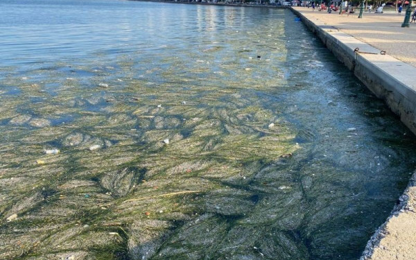 Θλιβερή εικόνα στην παραλία Θεσσαλονίκης: Ο Θερμαϊκός γέμισε φύκια και σκουπίδια (Bίντεο-Φωτ.)