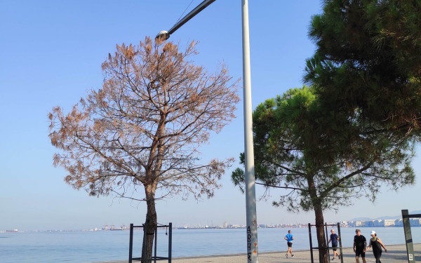 Και στη Νέα Παραλία το... φλοιοφάγο του Σέιχ Σου; Τι λένε Πρ. Νικηφορίδης και Σ. Δημητριάδης