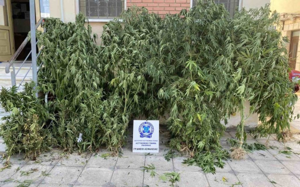 Έβγαζαν... μάτι τα δέντρα κάνναβης που καλλιεργούσε άνδρας σε θερμοκήπιο (βίντεο & φωτ.)