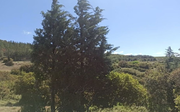 Έκλεψαν δεκάδες τόνους καυσόξυλων από το δάσος Λιβαδίου στη Θέρμη