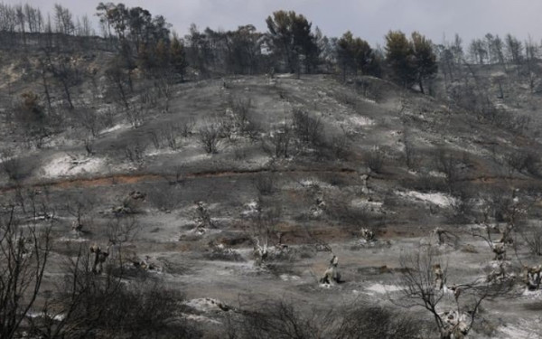 Αναστέλλονται όλες οι οικονομικές δραστηριότητες στην καμένη δασική περιοχή του Έβρου