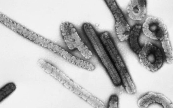 ECDC: Σε περίπτωση εισαγωγής κρουσμάτων του ιού Marburg στην ΕΕ η πιθανότητα περαιτέρω μετάδοσης θεωρείται πολύ μικρή