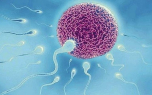 Aντισώματα σε ρόλο αντισυλληπτικού - "Παγιδεύουν" τα σπερματοζώαρια