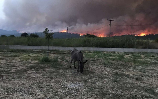 Αγία Άννα Εύβοιας: Αγώνας για να ξαναζωντανέψει ο παράδεισος των ζώων