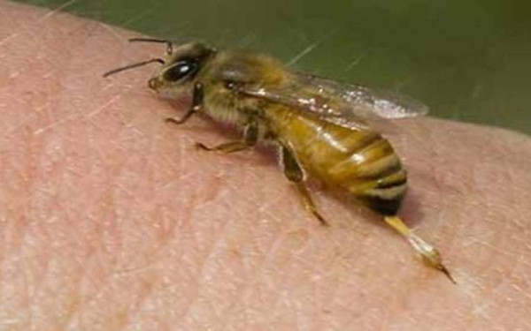 ΗΠΑ: Εγκρίθηκε το πρώτο εμβόλιο για μέλισσες