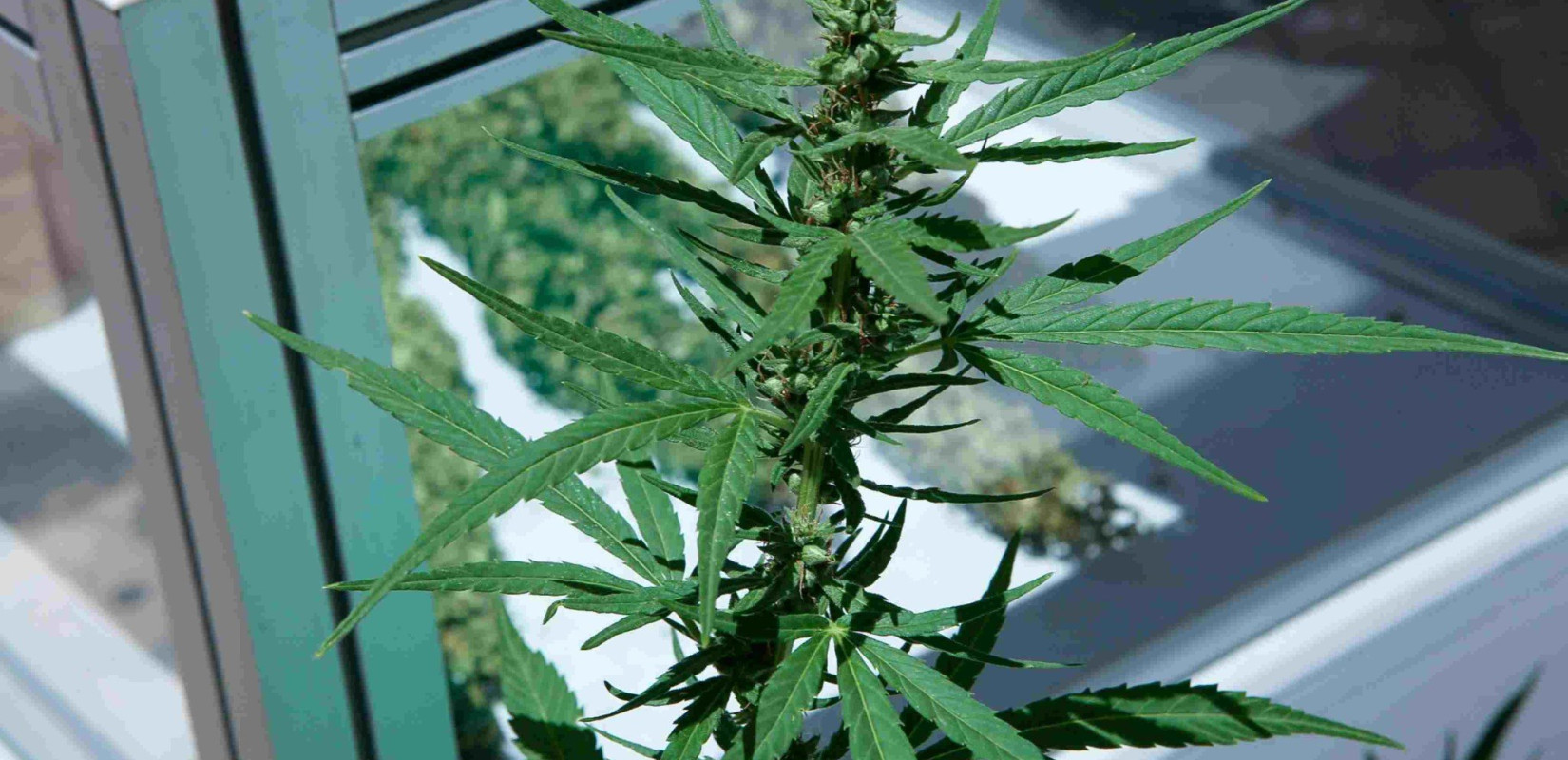 Κλωστική κάνναβη από το Κιλκίς θα χρησιμοποιεί η Mercedes!