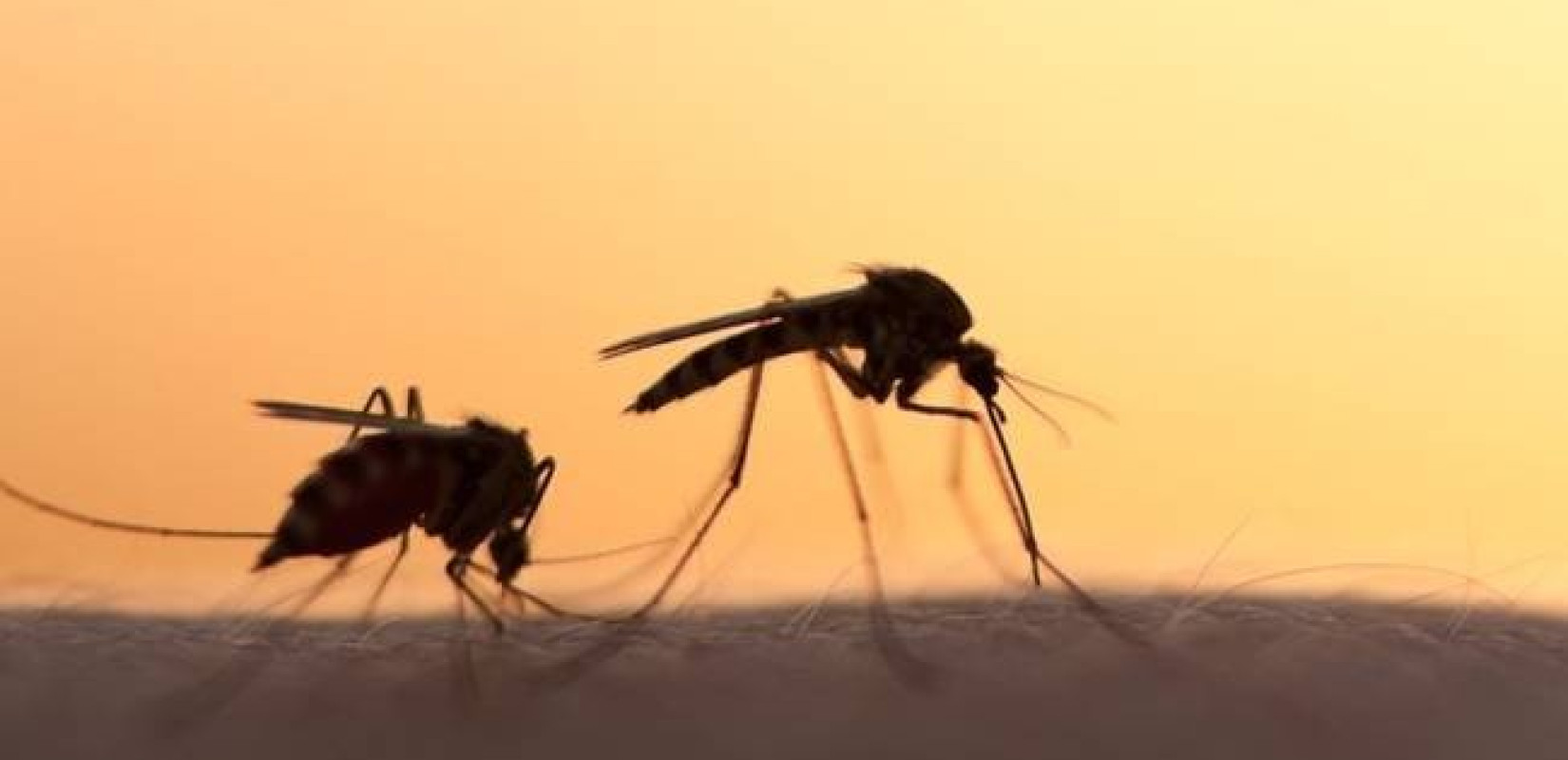 Ιός του Δυτικού Νείλου: Οι πρώτοι δύο θάνατοι - Ποιες περιοχές έχουν τα περισσότερα κρούσματα