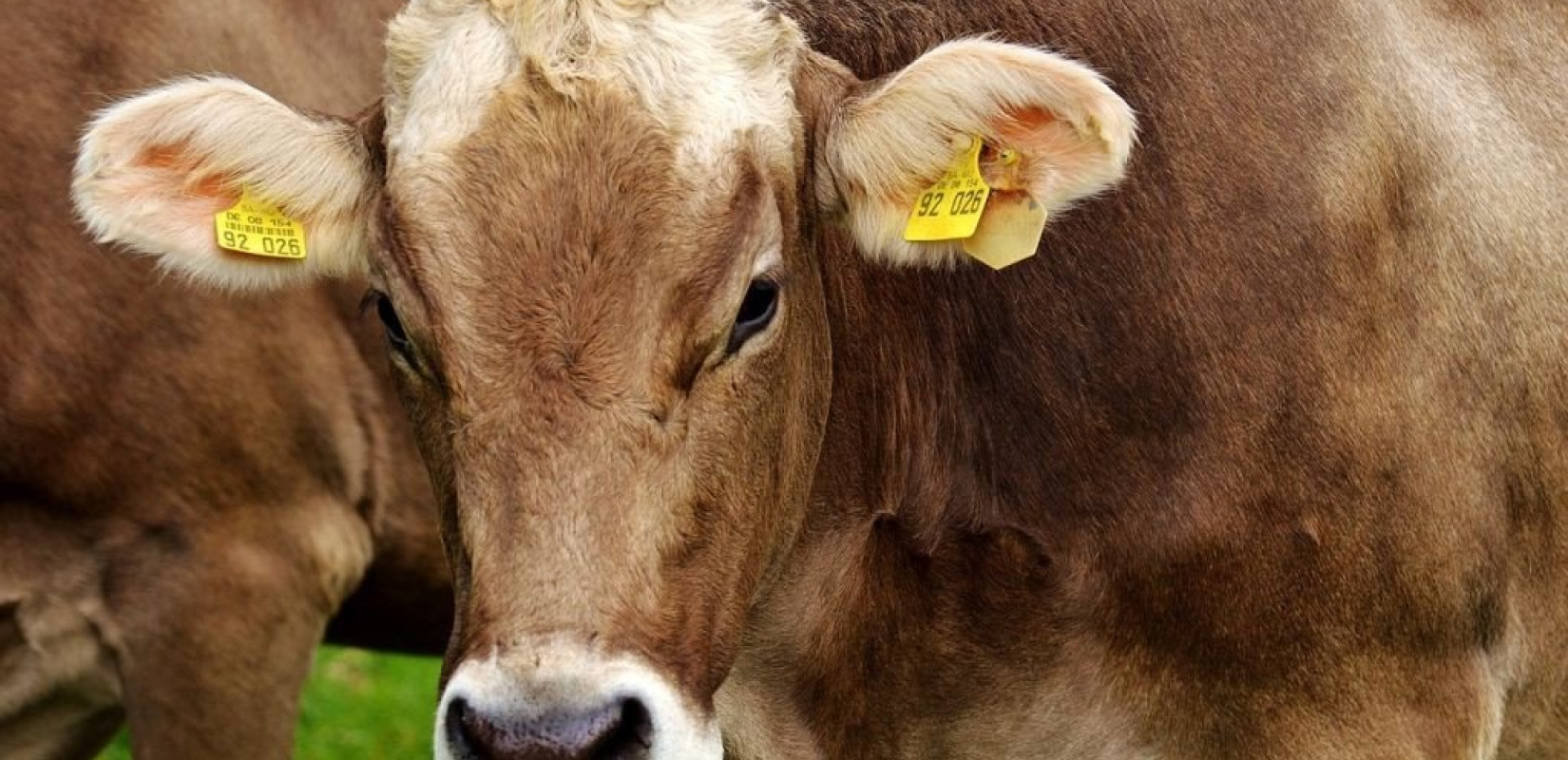 13η Zootechnia: Η κλιματική κρίση αυξάνει τα νοσήματα και τους θανάτους στα ζώα