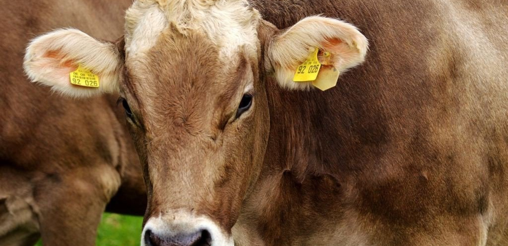 Αυστηρά μέτρα απολύμανσης από το λιμάνι ως το αεροδρόμιο της Θεσσαλονίκης για τον αφθώδη πυρετό - Ανησυχία για το επιβεβαιωμένο κρούσμα