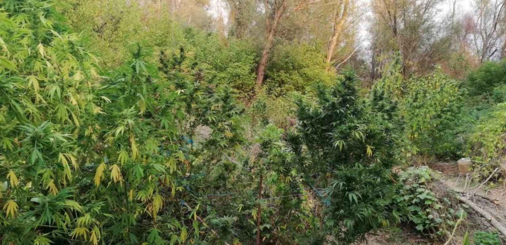 Θεσσαλονίκη: Eίχε στο σπίτι του 29 κιλά κάνναβης (φωτ.) Θεσσαλονίκη: Eίχε στο σπίτι του 29 κιλά κάνναβης (φωτ.)