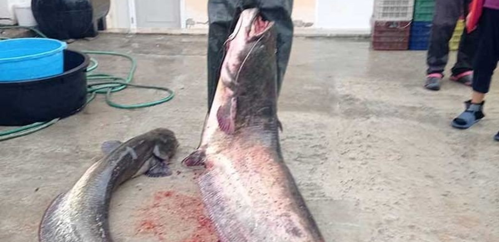 Δεινός ψαράς στην Κοζάνη ψάρεψε γουλιανό... 92 κιλών!